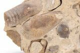 Ordovician Oncoceratid & Bivalve Fossil Association - Wisconsin #215208-1